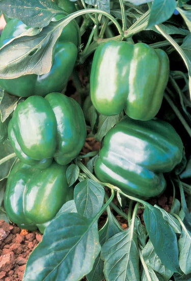 Jupiter Bell Pepper Seeds